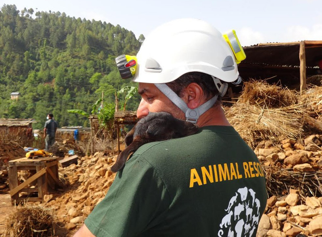 Szívszorító fotók: állatok, akik túlélték a nepáli földrengést 