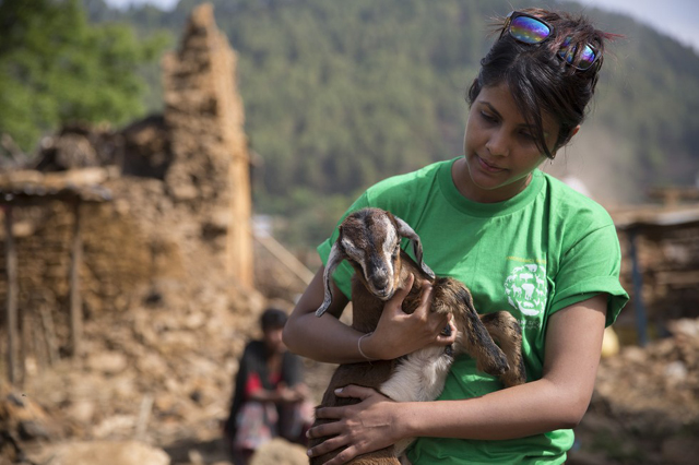 Szívszorító fotók: állatok, akik túlélték a nepáli földrengést 