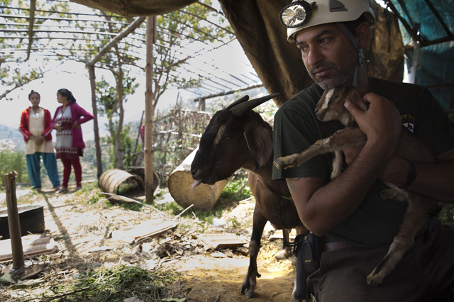 Szívszorító fotók: állatok, akik túlélték a nepáli földrengést 