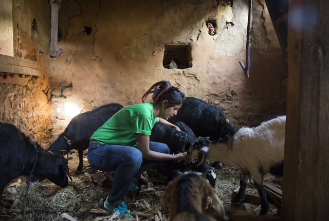 Szívszorító fotók: állatok, akik túlélték a nepáli földrengést 