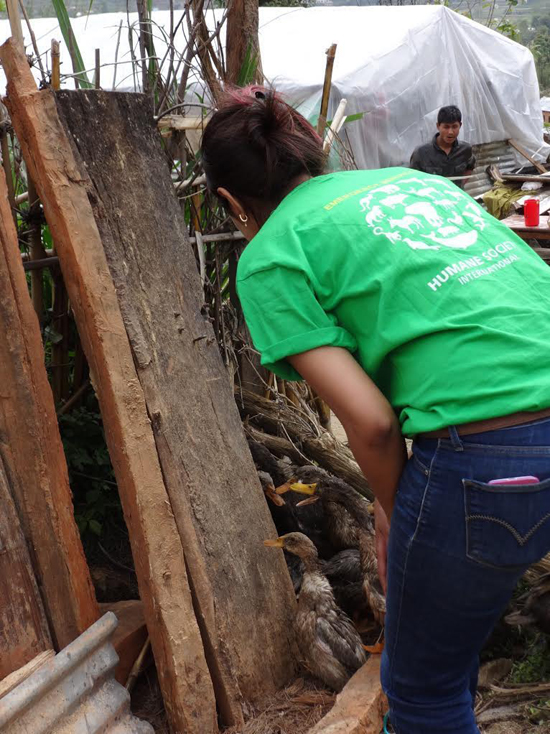 Szívszorító fotók: állatok, akik túlélték a nepáli földrengést 
