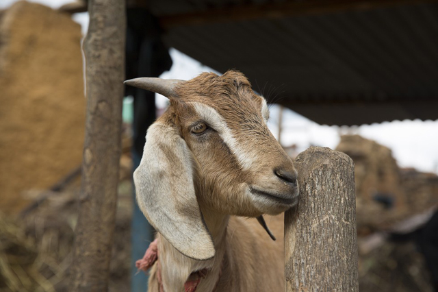 Szívszorító fotók: állatok, akik túlélték a nepáli földrengést 
