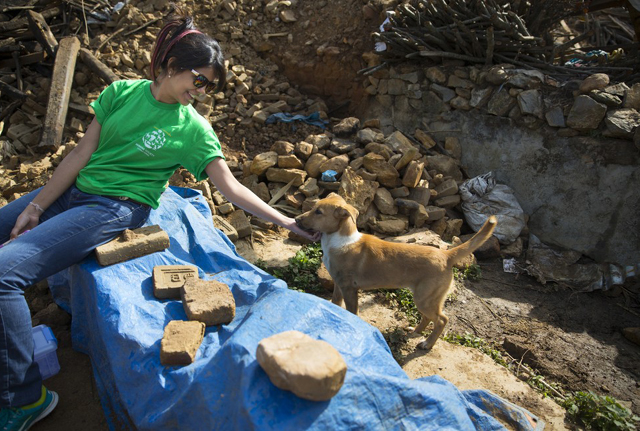 Szívszorító fotók: állatok, akik túlélték a nepáli földrengést 