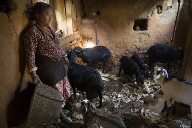 Szívszorító fotók: állatok, akik túlélték a nepáli földrengést 