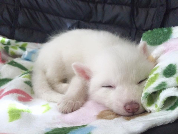 Nézegess cuki képeket a világ legaranyosabb rókájáról!