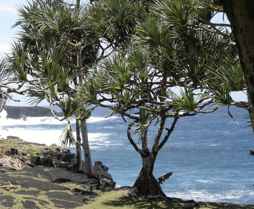 Ez a növény akkor boldog, ha gyémántok vannak a földjében