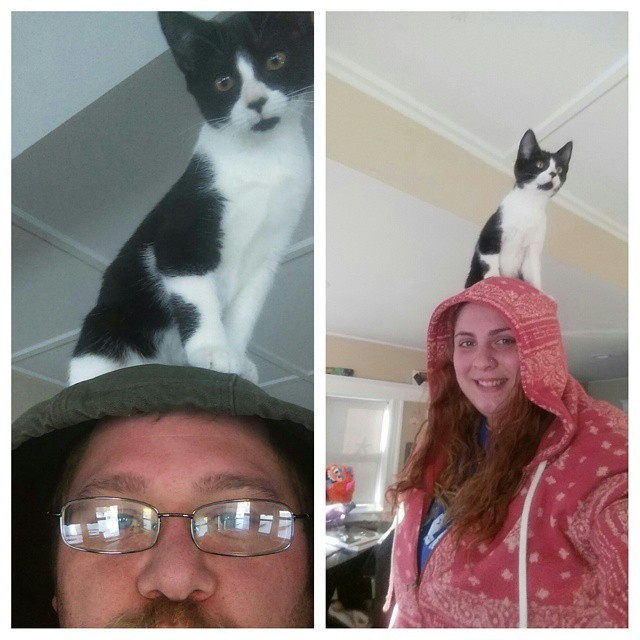 Ezek a macskák kalapnak képzelik magukat - fotók