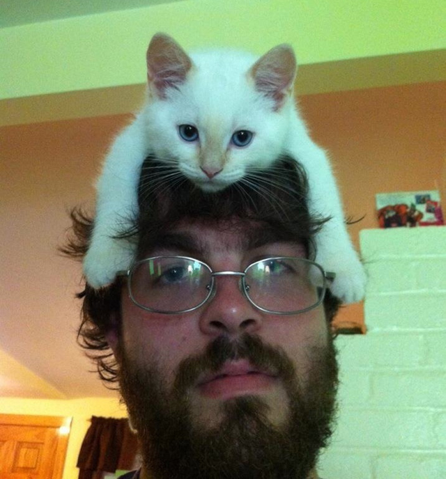 Ezek a macskák kalapnak képzelik magukat - fotók