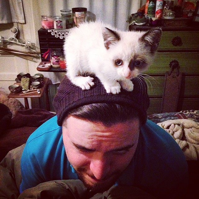 Ezek a macskák kalapnak képzelik magukat - fotók