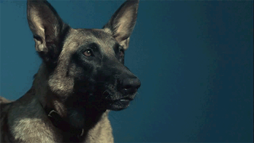 Jutalomfalatokkal szerelik fel az osztrák postásokat