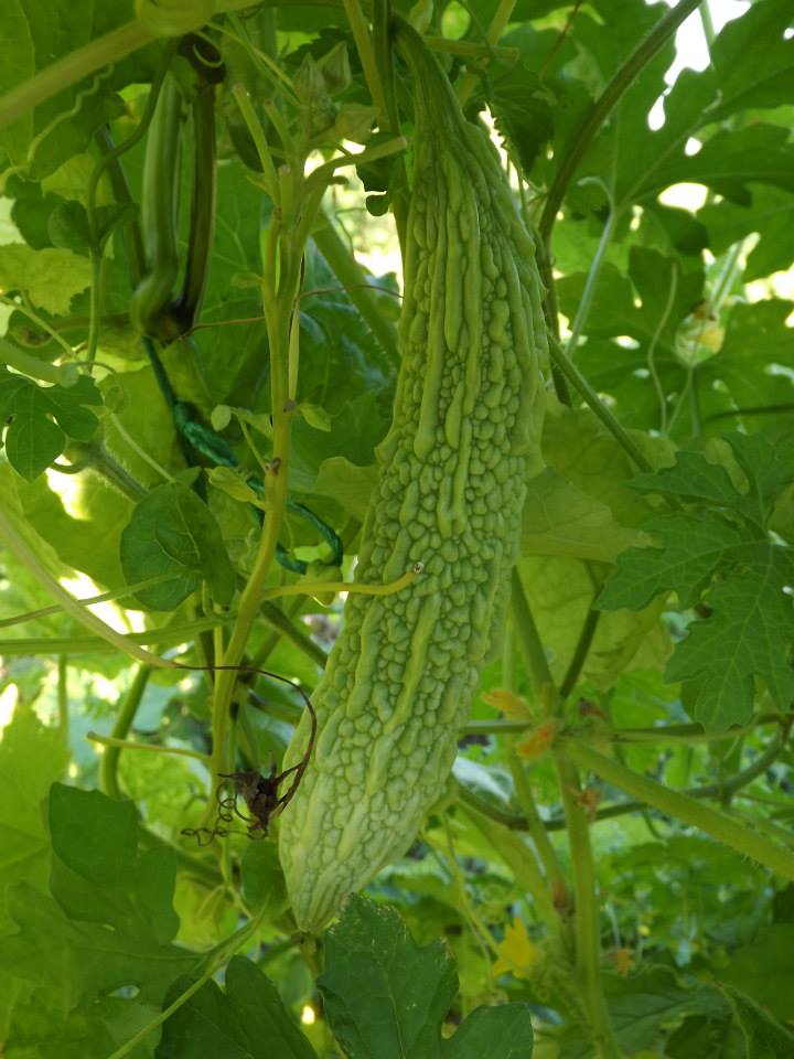 Az egérdinnyétől a balzsamuborkáig - konyhakerti kincsek, amelyekről nem is hallottál