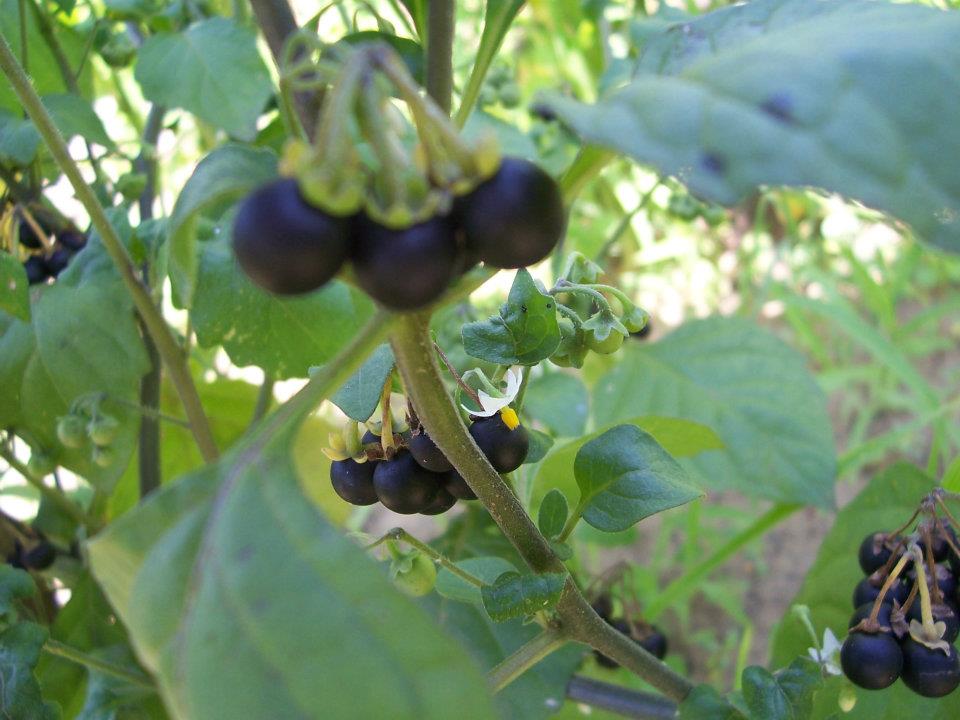 Az egérdinnyétől a balzsamuborkáig - konyhakerti kincsek, amelyekről nem is hallottál