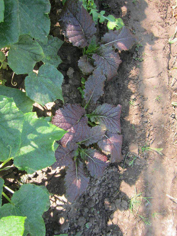 Az egérdinnyétől a balzsamuborkáig - konyhakerti kincsek, amelyekről nem is hallottál