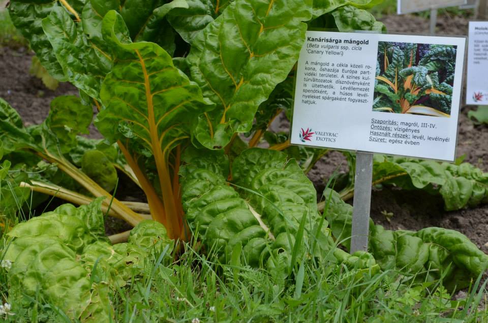 Az egérdinnyétől a balzsamuborkáig - konyhakerti kincsek, amelyekről nem is hallottál
