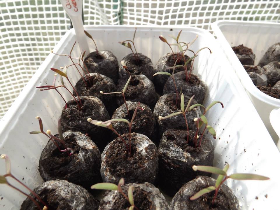 Az egérdinnyétől a balzsamuborkáig - konyhakerti kincsek, amelyekről nem is hallottál