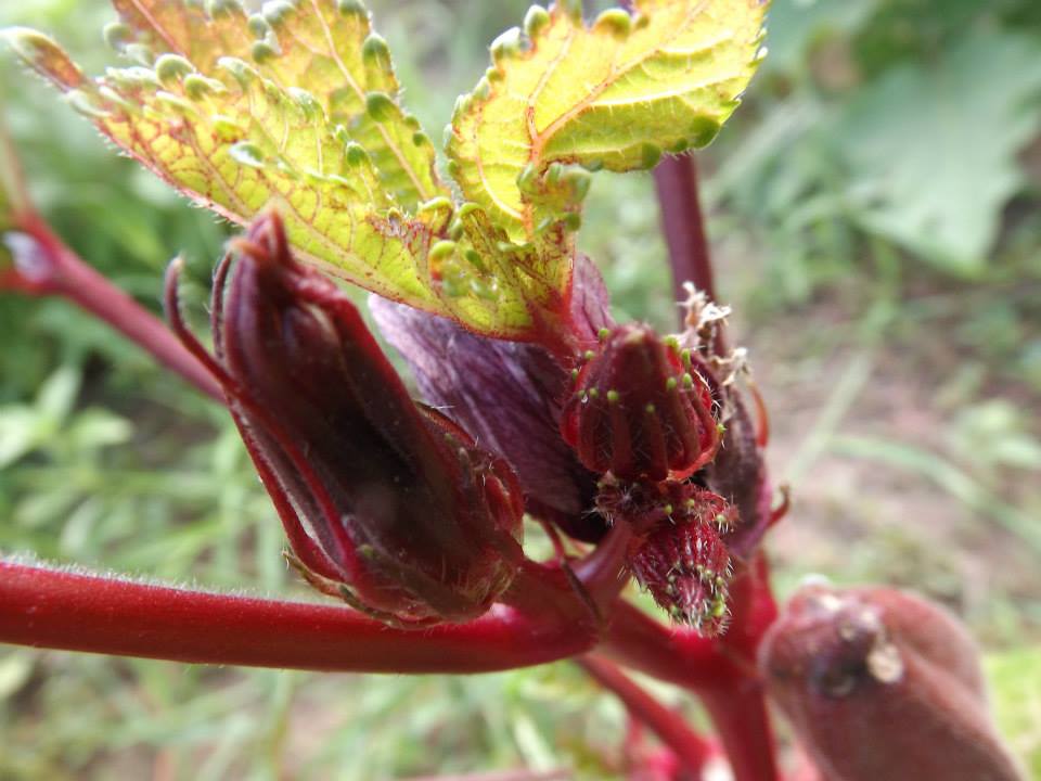 Az egérdinnyétől a balzsamuborkáig - konyhakerti kincsek, amelyekről nem is hallottál