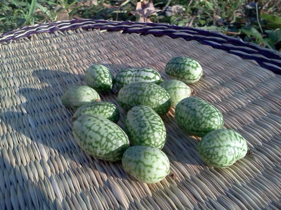 Az egérdinnyétől a balzsamuborkáig - konyhakerti kincsek, amelyekről nem is hallottál