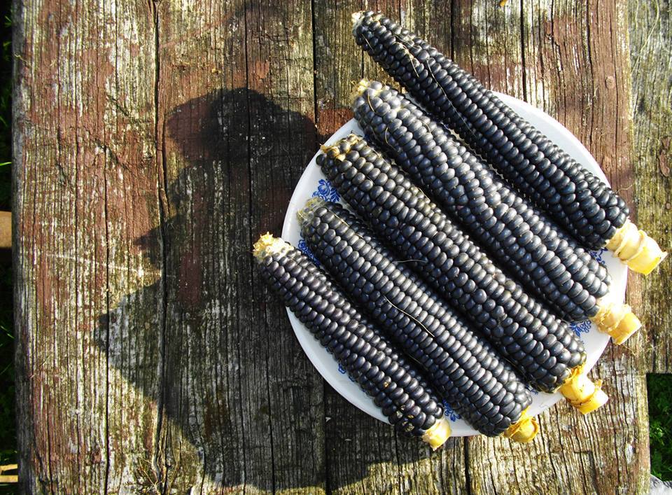 Az egérdinnyétől a balzsamuborkáig - konyhakerti kincsek, amelyekről nem is hallottál