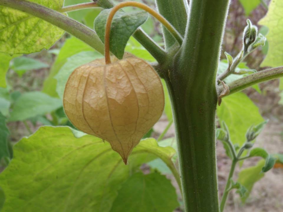 Az egérdinnyétől a balzsamuborkáig - konyhakerti kincsek, amelyekről nem is hallottál