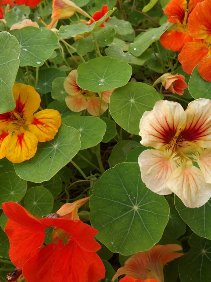 Az egérdinnyétől a balzsamuborkáig - konyhakerti kincsek, amelyekről nem is hallottál