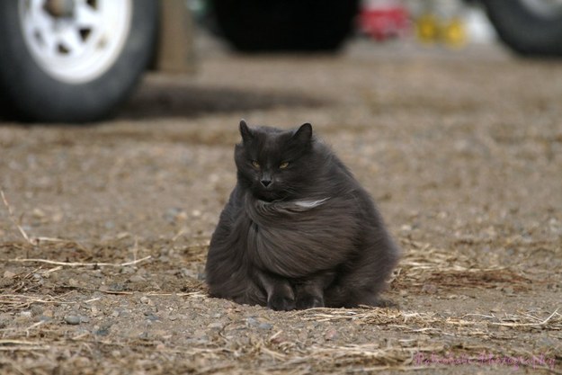 19 állat, akiknek jobban áll a sérójuk, mint nekünk - vicces fotók