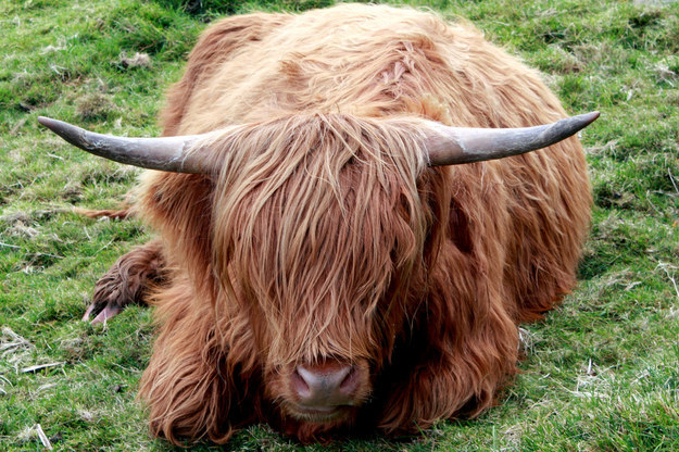 19 állat, akiknek jobban áll a sérójuk, mint nekünk - vicces fotók