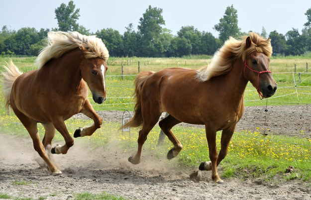 19 állat, akiknek jobban áll a sérójuk, mint nekünk - vicces fotók