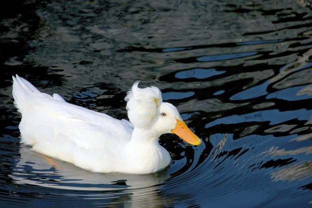 19 állat, akiknek jobban áll a sérójuk, mint nekünk - vicces fotók