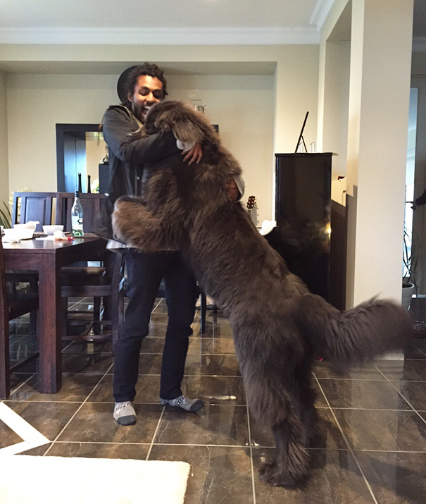 20 kutya, akik rendesen ránőttek a gazidjuk fejére - elképesztő fotók