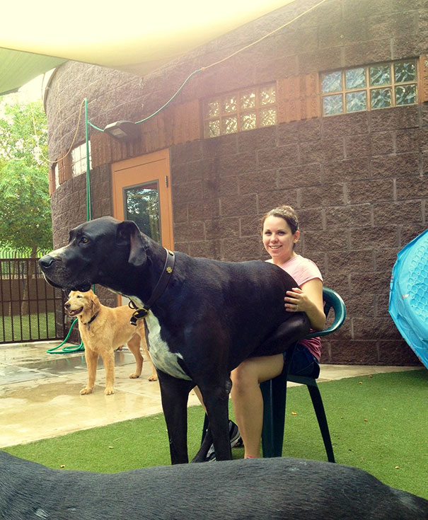 20 kutya, akik rendesen ránőttek a gazidjuk fejére - elképesztő fotók