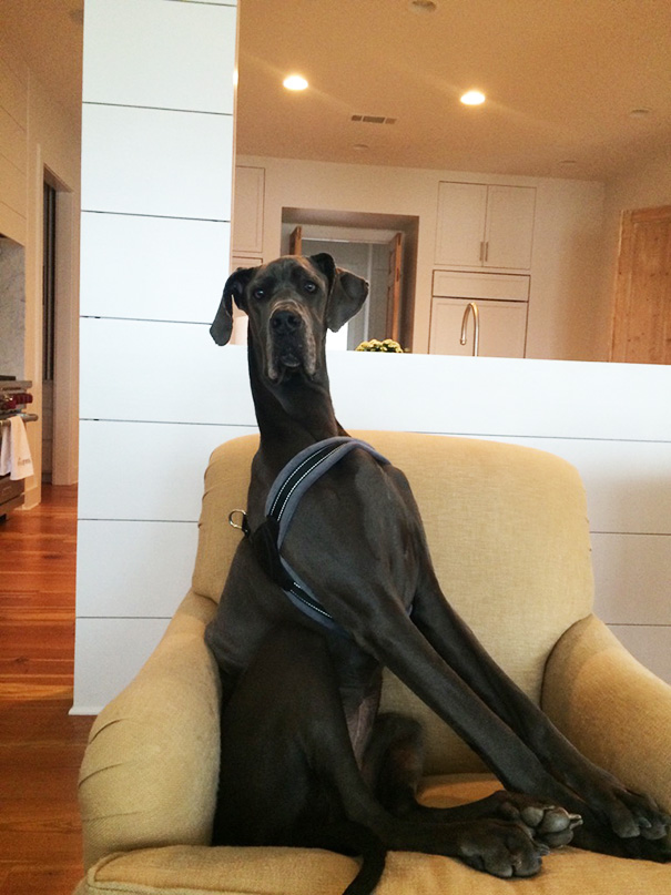 20 kutya, akik rendesen ránőttek a gazidjuk fejére - elképesztő fotók