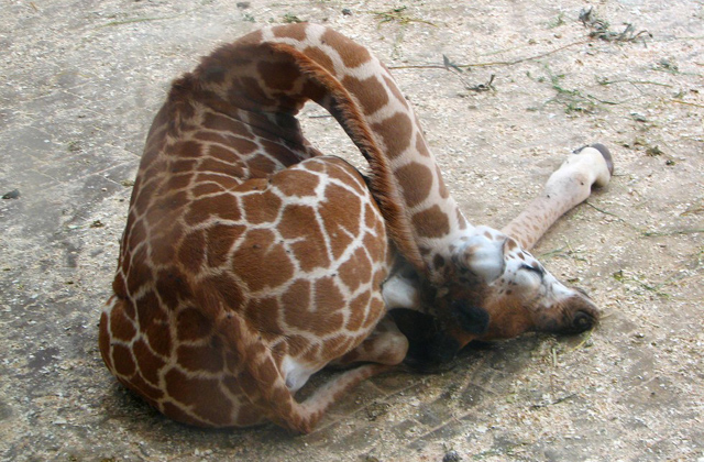 Az éber zsiráfoknál csak az alvó zsiráfok cukibbak - fotók