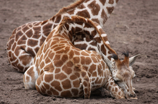 Az éber zsiráfoknál csak az alvó zsiráfok cukibbak - fotók