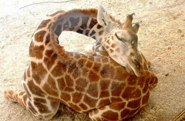 Az éber zsiráfoknál csak az alvó zsiráfok cukibbak - fotók