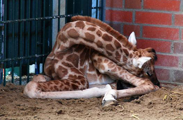 Az éber zsiráfoknál csak az alvó zsiráfok cukibbak - fotók