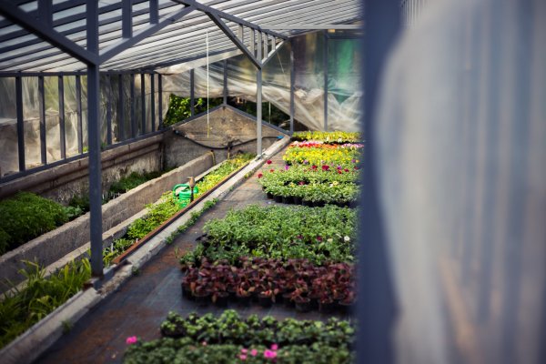 Álomrandi a gyönyörű Füvészkertben