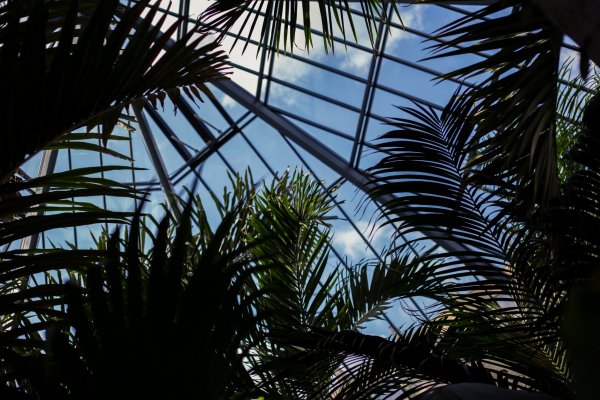 Álomrandi a gyönyörű Füvészkertben