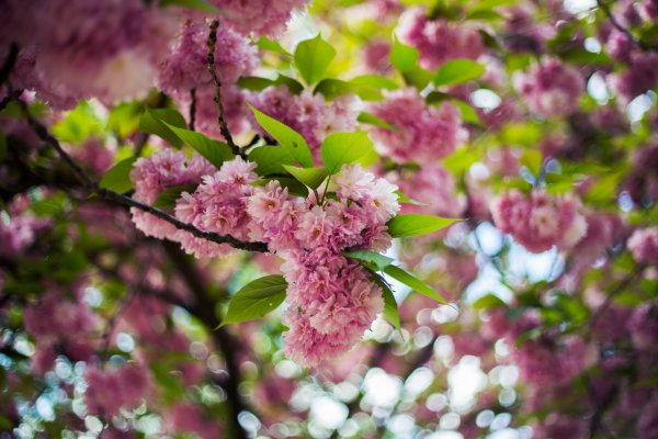 Álomrandi a gyönyörű Füvészkertben