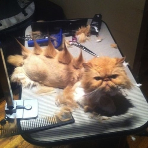 14 macska, akikből hülyét csináltak a gazdáik