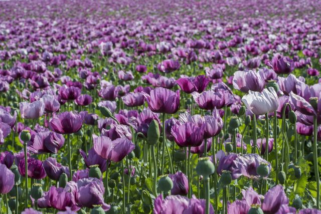 Mákod van! Ilyen gyönyörűek a mákvirágok - fotók