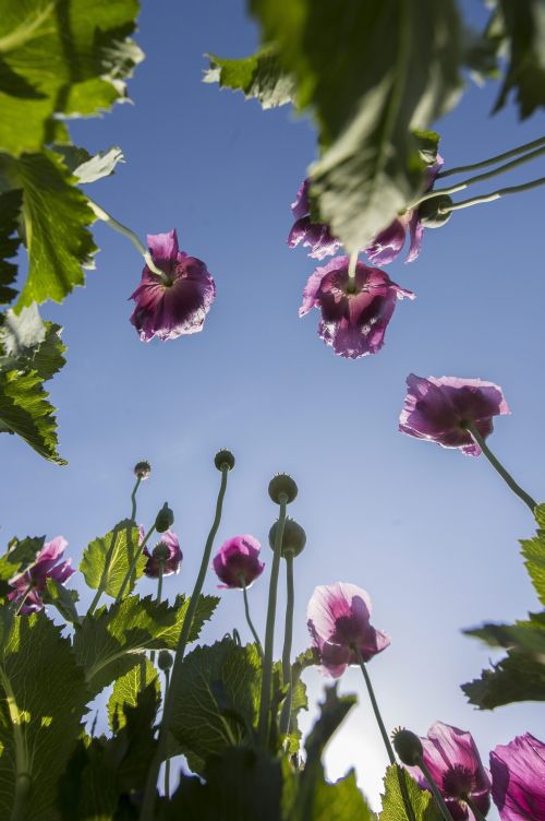 Mákod van! Ilyen gyönyörűek a mákvirágok - fotók