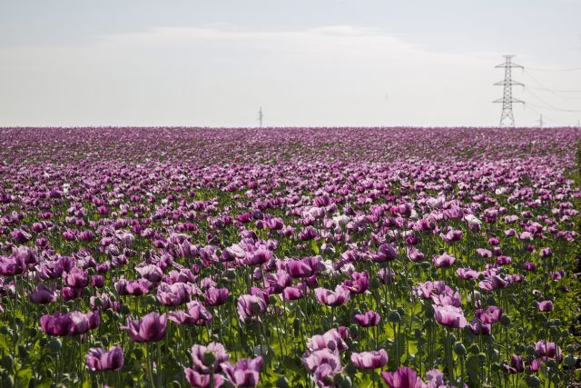 Mákod van! Ilyen gyönyörűek a mákvirágok - fotók