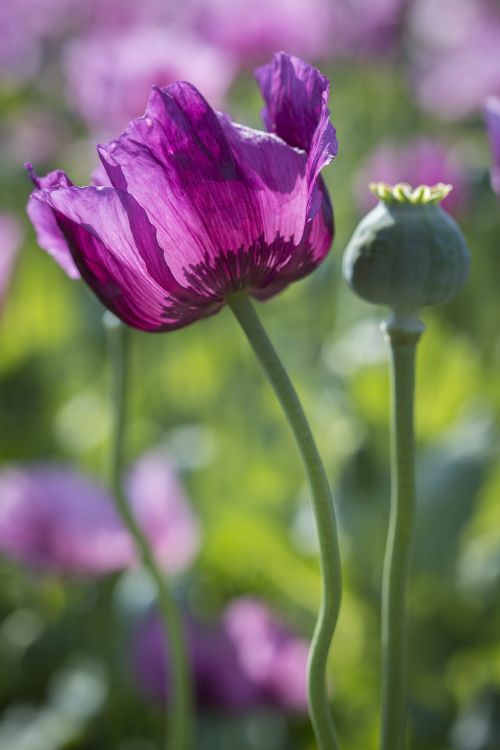 Mákod van! Ilyen gyönyörűek a mákvirágok - fotók
