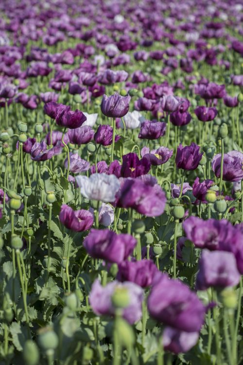Mákod van! Ilyen gyönyörűek a mákvirágok - fotók