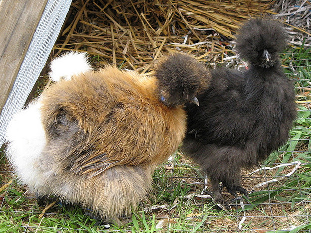 A világ 20 legpuhább állata - cuki képek