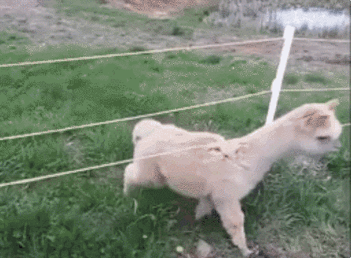 A világ 20 legpuhább állata - cuki képek