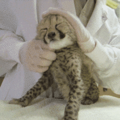 A világ 20 legpuhább állata - cuki képek