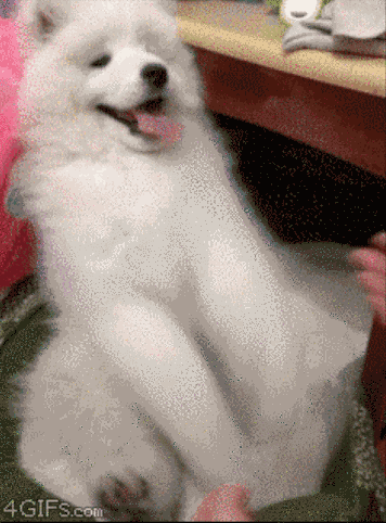 A világ 20 legpuhább állata - cuki képek