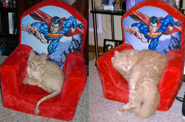 Cuki fotók: ezeknek a macskáknak csak a mérete változott