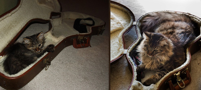 Cuki fotók: ezeknek a macskáknak csak a mérete változott